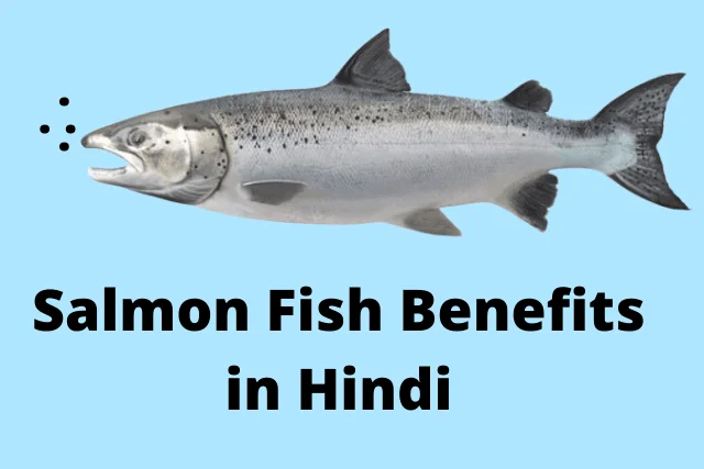 Salmon Fish11 Benefits in Hindi